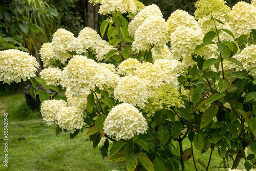 Bild auf Leinwand Hydrangea paniculata 'Limelight'