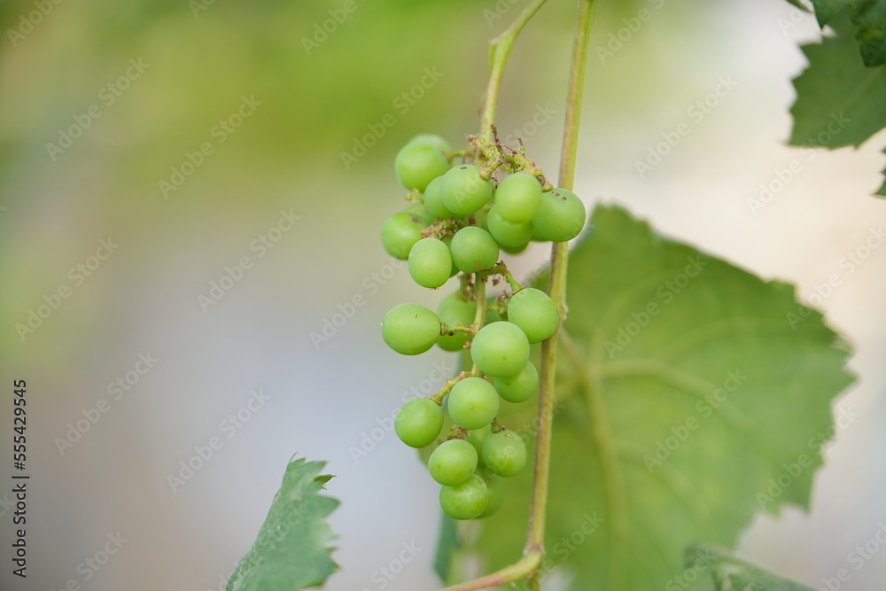 Young green grape branches on the vineyard in spring time. Young green grape branches on the vineyard in spring time.