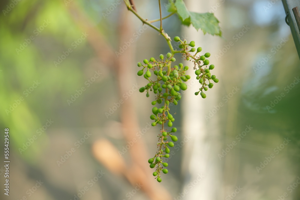 Young green grape branches on the vineyard in spring time. Young green grape branches on the vineyard in spring time.