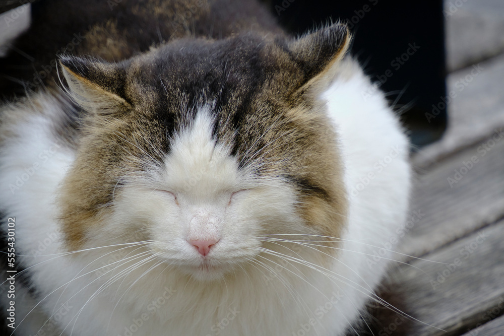 White and gray fluffy cat is sitting wooden bench. White and gray fluffy cat is sitting wooden bench.