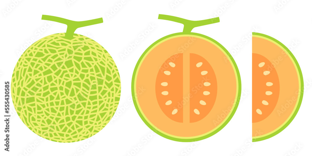 Photography Cantaloupe melon, fruit vector illustration 10