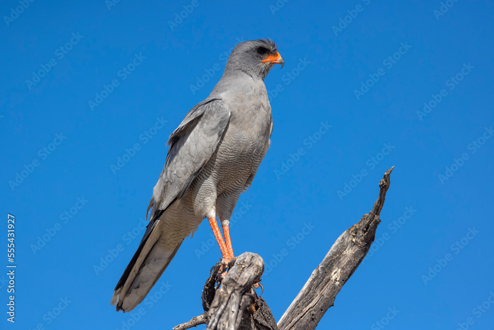 Goshawk on dead tree against blue sky Goshawk on dead tree against blue sky