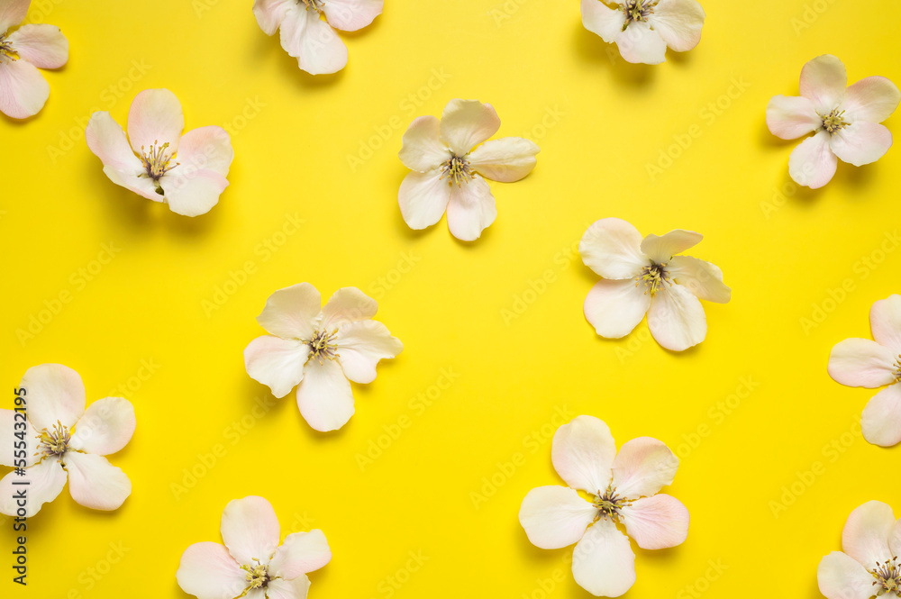 Spring background. Beautiful delicate fresh spring flowers and buds of apple tree on yellow background flat lay top view. Springtime nature concept. Bloom, inflorescence, flowering Spring background. Beautiful delicate fresh spring flowers and buds of apple tree on yellow background flat lay top view. Springtime nature concept. Bloom, inflorescence, flowering