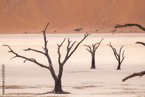 Leafless dead trees in desert land photo