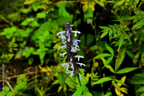 Beautiful Purplish Wild Flower in the forest