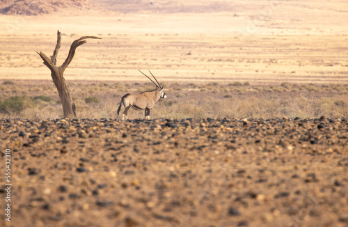 Gemsbok antelope standing in desert photo