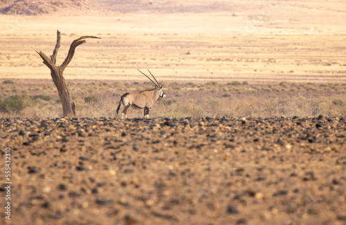 Gemsbok antelope standing in desert