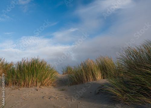 Fototapeta Naklejka Na Ścianę i Meble -  View over the dunes on the island of Schiermonnikoog, Holland