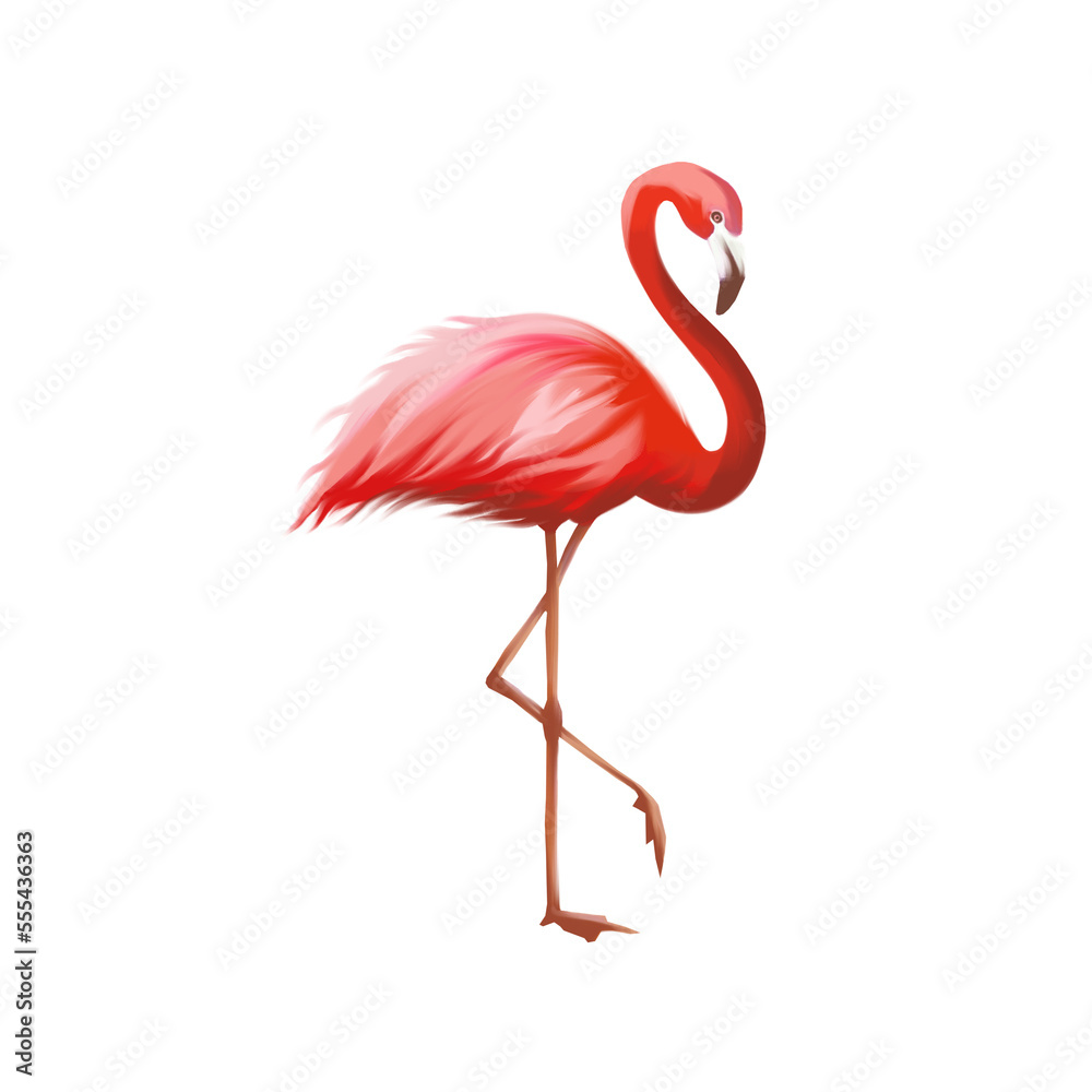 Obraz premium Flamand rose