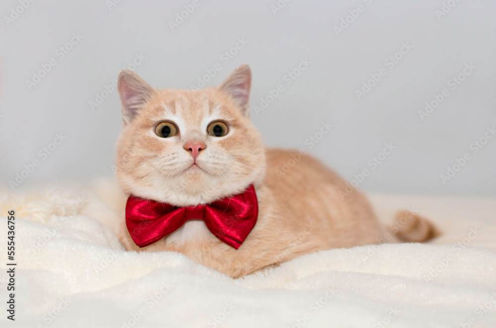 Red-haired cat in bow tie is resting on white plaid. Charming shorthair kitten looks into camera. Isolated on white background. Concept of favorite pets. Postcards with animals/
