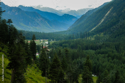 Beautiful Valley in the Forest