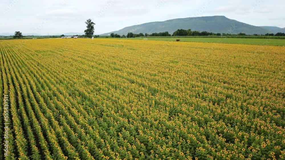 Aerial Beautiful sunflower flower blooming in sunflowers field. Popular tourist attractions of Lopburi province. flower field on winter season Aerial Beautiful sunflower flower blooming in sunflowers field. Popular tourist attractions of Lopburi province. flower field on winter season