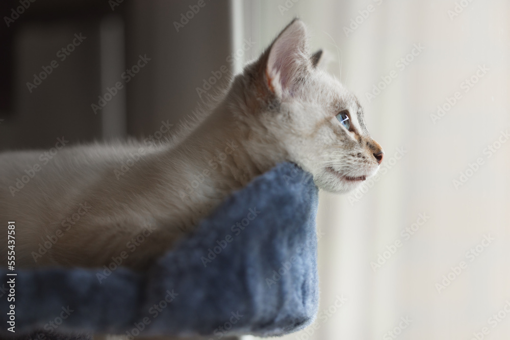 The cutest blue-eyed white kitten laying in her bed looking out the window with her fluffy coat and playful personality.