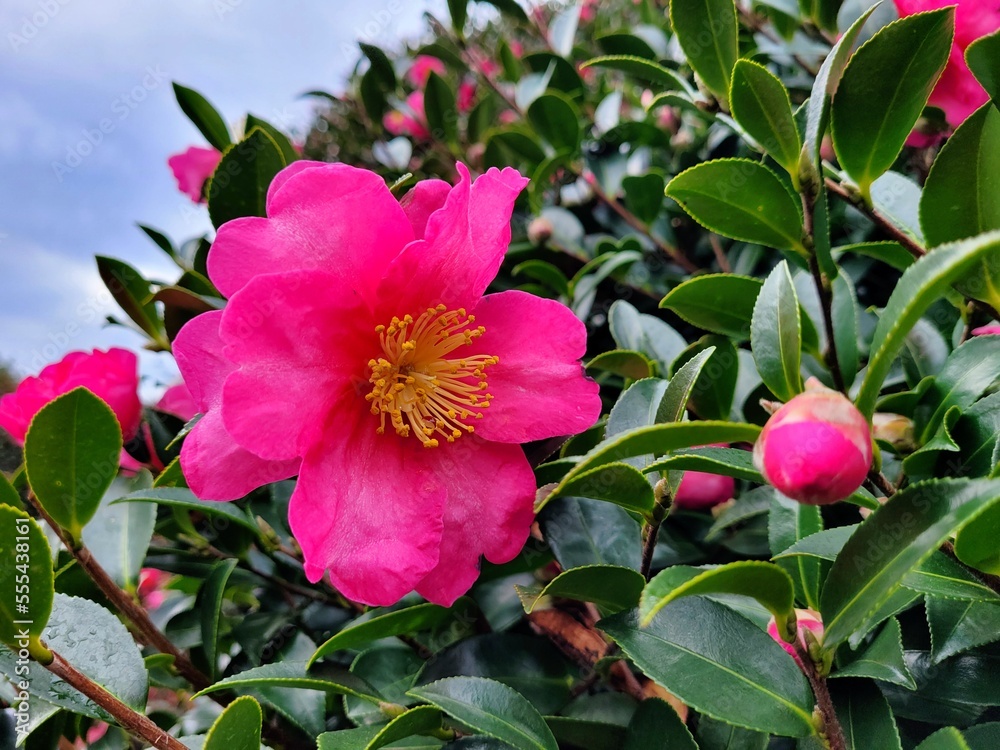 red camellia flowers blooming on camellia trees red camellia flowers blooming on camellia trees