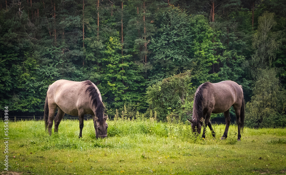 Fototapeta premium Polish horses grazing in Roztocze.