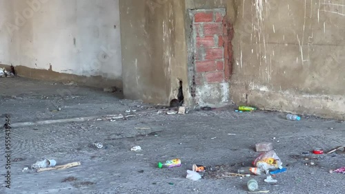 A wild mouse searching for food within the trash inside an abandoned garage in the city