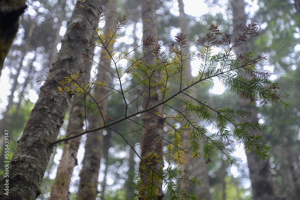 Fototapeta premium 蓼科山の景色 霧に霞む針葉樹林