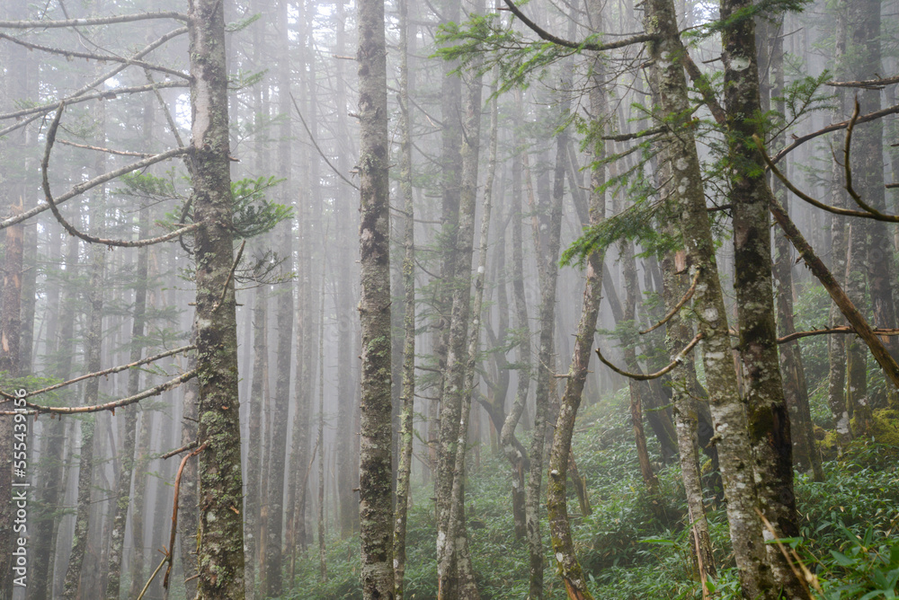 蓼科山の景色　霧に霞む針葉樹林