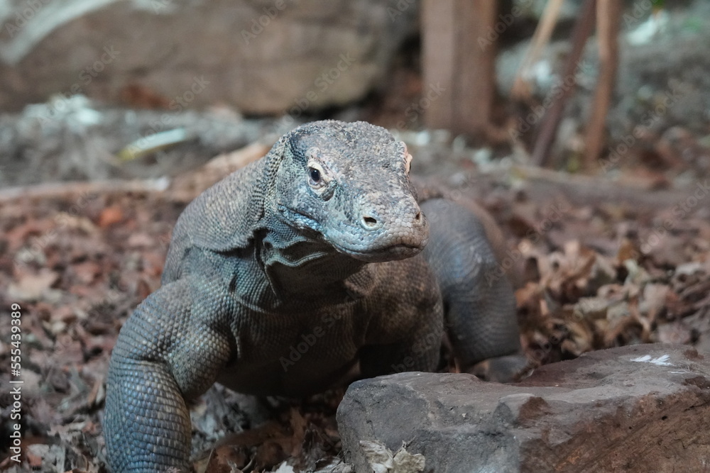 Komodo dragon Komodo dragon