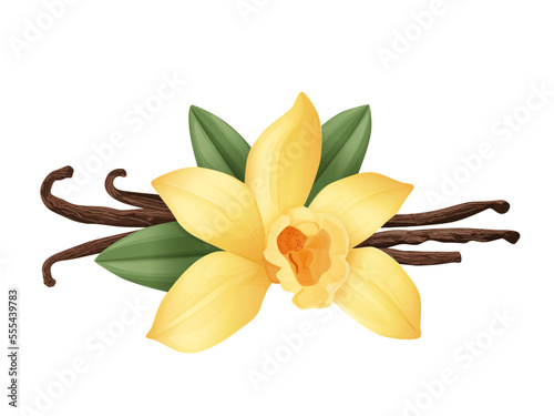 Vanilla with dried vanilla, realistic condiment sticks, isolated on white background vector illustration Eps10.