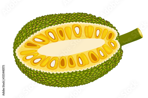 Summer tropical fruits for healthy lifestyle. Jackfruit. Vector illustration cartoon flat icon isolated on white.