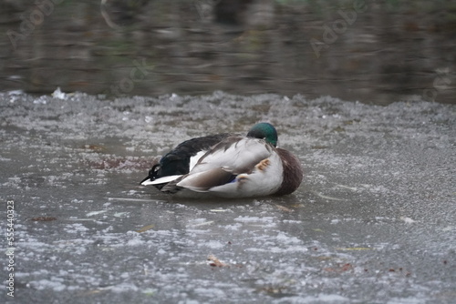 Canvas Print Mallard