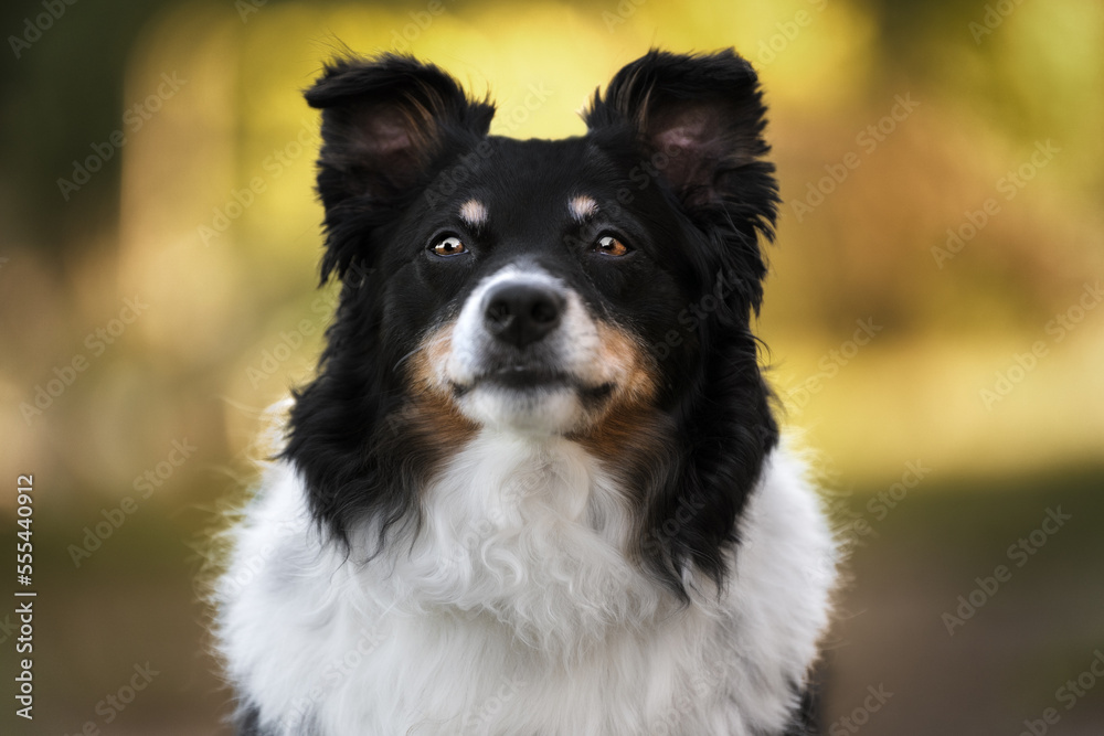 Fototapeta premium black and white dog portrait