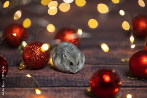christmas decoration and hamster