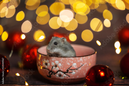 hamster in a bowl with christmas decorations