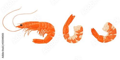 shrimps isolated on a white background. Vector illustration.