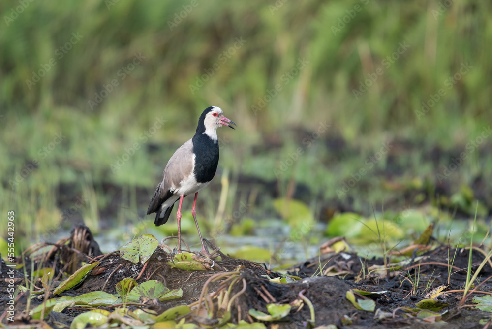 Southern lapwing on the grass. Typical bird of South America, also called Tero (Vanellus Chilensis) Southern lapwing on the grass. Typical bird of South America, also called Tero (Vanellus Chilensis)