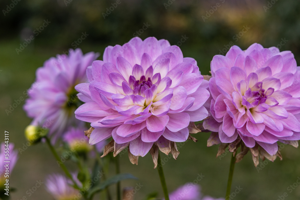 Beautiful pink dahlia in garden. A picture of the beautiful pink dahlia.