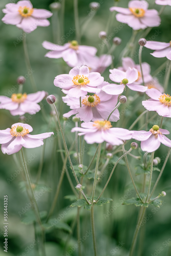 Anemone, known as the Chinese anemone or Japanese anemone. Floral background with small pink flowers.
