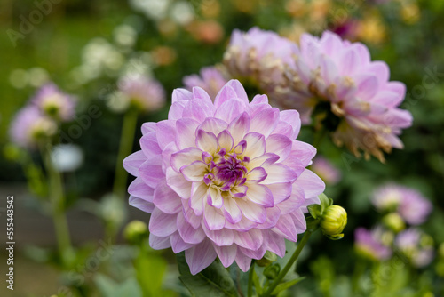 Beautiful pink dahlia in garden. A picture of the beautiful pink dahlia.