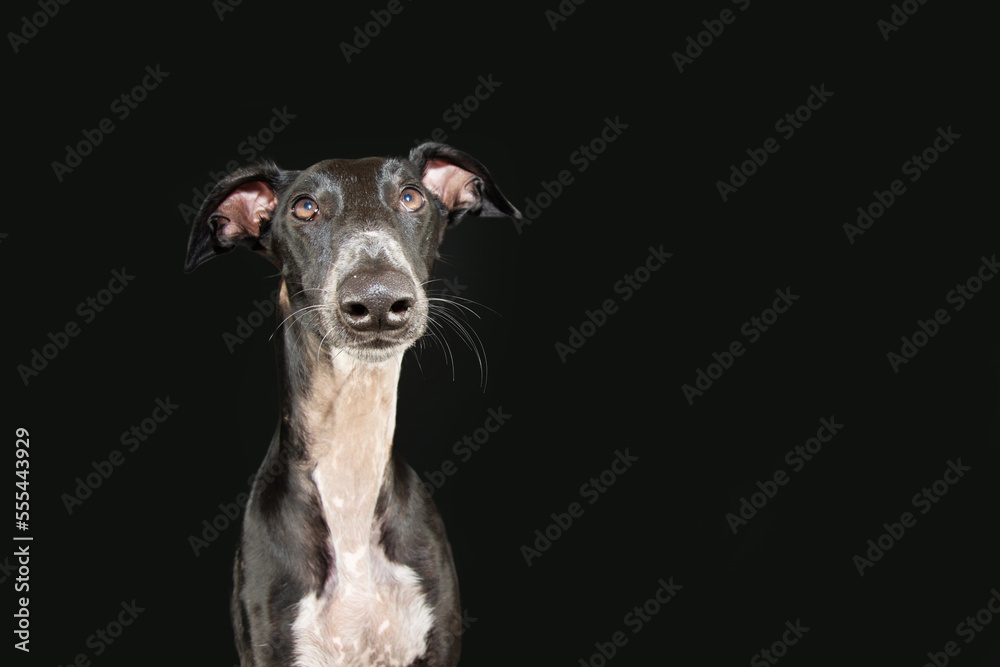 Portratit greyhound dog looking at camera. Isolated on black background