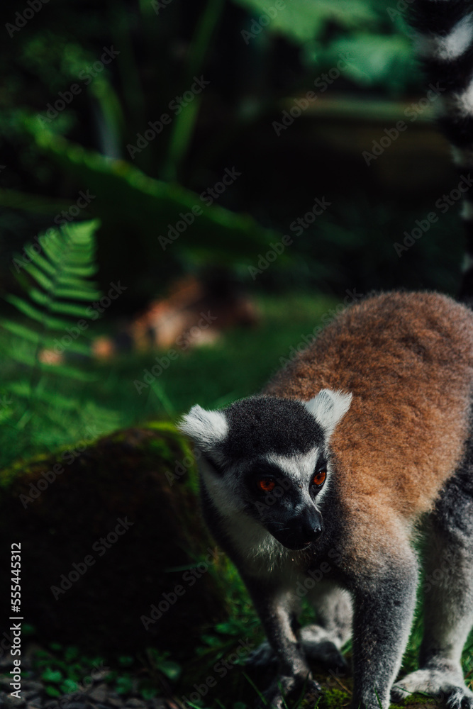Obraz premium lemur on tree