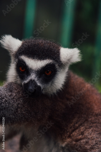 ring lemur © alexandre