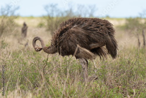 Autruche somalienne, Autruche de Somalie, femelle,.Struthio molybdophanes,  Somali Ostrich, Parc national de Samburu, Kenya photo