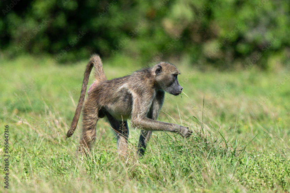 Babouin chacma, Papio ursinus , chacma baboon, Parc national Kruger, Afrique du Sud Babouin chacma, Papio ursinus , chacma baboon, Parc national Kruger, Afrique du Sud