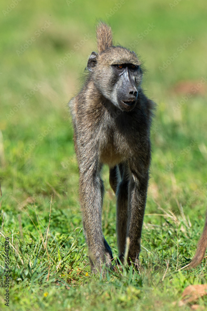 Babouin chacma, Papio ursinus , chacma baboon, Parc national Kruger, Afrique du Sud
