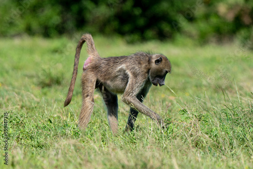 Babouin chacma, Papio ursinus , chacma baboon, Parc national Kruger, Afrique du Sud