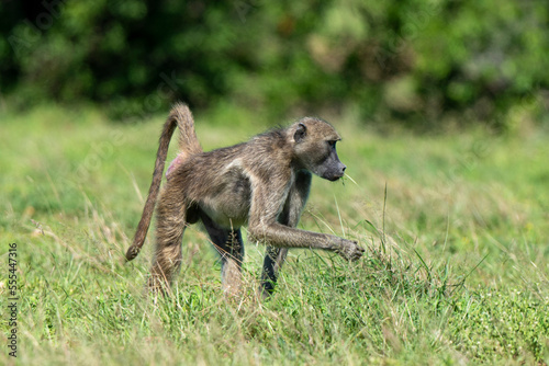 Babouin chacma, Papio ursinus , chacma baboon, Parc national Kruger, Afrique du Sud