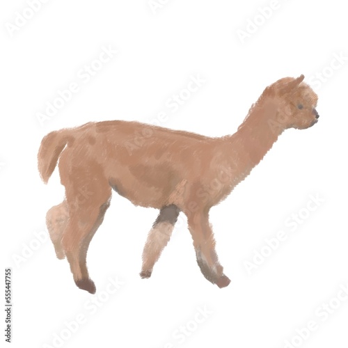 Drawing of a baby alpaca on a transparent background.  Fluffy kind animal.  A domesticated animal for shearing wool.  Cute alpaca with brown fur.  Illustration for print  design