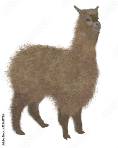 Drawing of a brown alpaca on a transparent background.  Fluffy kind animal.  A domesticated animal for shearing wool.  Beautiful alpaca with chic elite fur.  Illustration for print, design
