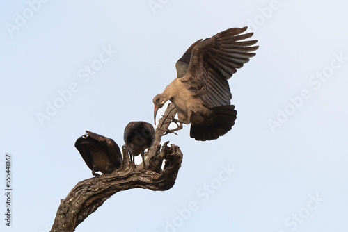 Ibis hagedash,.Bostrychia hagedash ,Hadada Ibis, Afrique du Sud photo