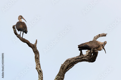 Ibis hagedash,.Bostrychia hagedash ,Hadada Ibis, Afrique du Sud photo