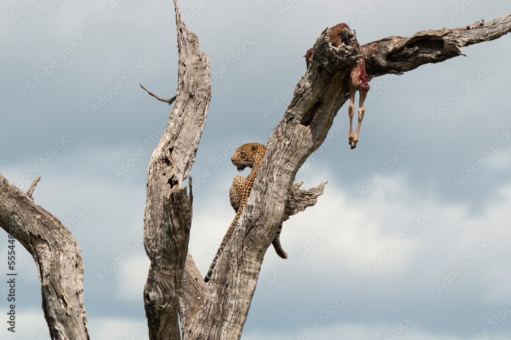 Léopard, Panthère, Panthera pardus, Afrique du Sud Léopard, Panthère, Panthera pardus, Afrique du Sud