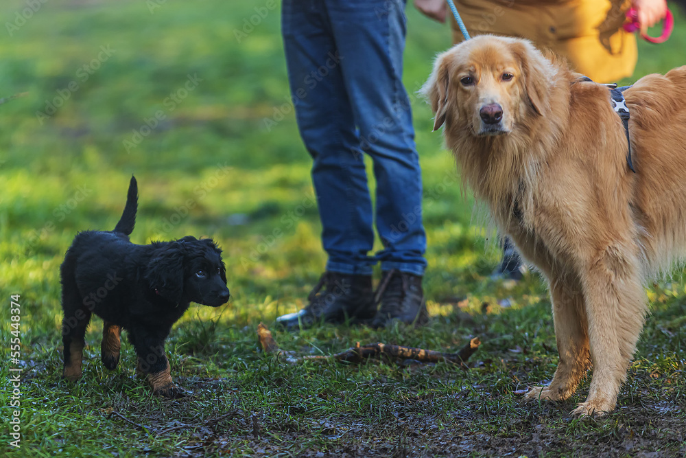 puppy black and gold Hovie dog hovawart walks cautiously towards the big dog puppy black and gold Hovie dog hovawart walks cautiously towards the big dog