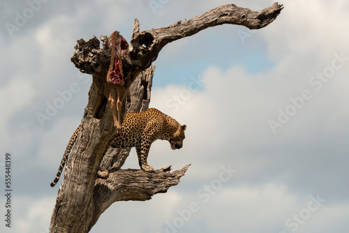 Léopard, Panthère, Panthera pardus, Afrique du Sud © JAG IMAGES