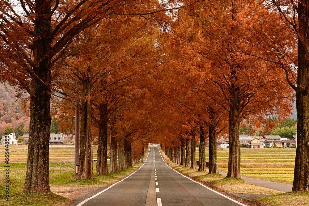 秋の滋賀県マキノのメタセコイア並木と田園